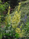 Verbascum chaixii