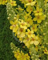 Verbascum olympicum