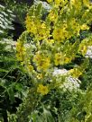 Verbascum olympicum