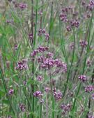 Verbena bonariensis