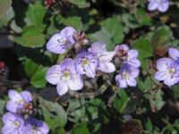 Veronica peduncularis