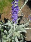 Veronica spicata incana