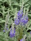 Veronica spicata incana