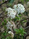 Viburnum burkwoodii