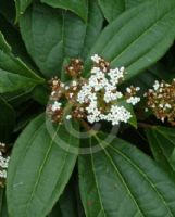 Viburnum davidii