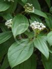 Viburnum davidii