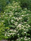 Viburnum dilatatum