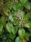 Viburnum japonicum