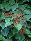 Viburnum japonicum