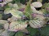 Viburnum lantana Versicolor