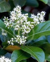 Viburnum odoratissimum