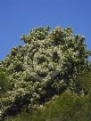 Viburnum odoratissimum