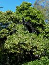 Viburnum odoratissimum