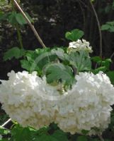 Viburnum opulus Roseum