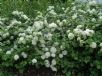 Viburnum plicatum Sterile