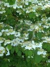 Viburnum plicatum tomentosum