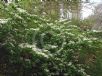 Viburnum plicatum tomentosum