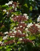 Viburnum opulus sargentii Onondaga