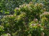 Viburnum opulus sargentii Onondaga