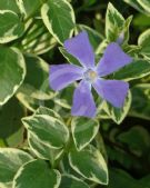 Vinca major Variegata