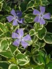 Vinca major Variegata