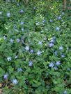 Vinca major