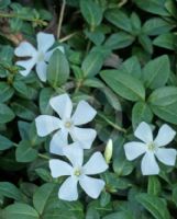 Vinca minor