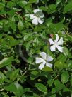 Vinca minor