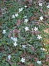 Vinca minor