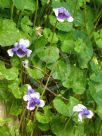 Viola banksii