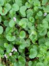 Viola hederacea