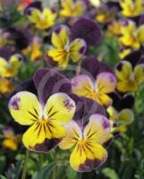 Viola tricolor