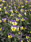 Viola tricolor