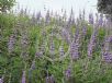 Vitex agnus-castus