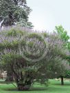 Vitex agnus-castus