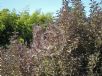 Vitex trifolia Purpurea
