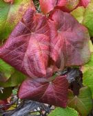 Vitis coignetiae