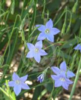 Wahlenbergia communis