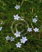 Wahlenbergia gracilis