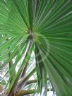 Washingtonia filifera