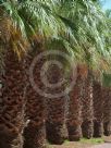 Washingtonia filifera