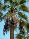 Washingtonia robusta