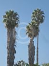 Washingtonia robusta