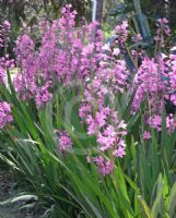 Watsonia borbonica