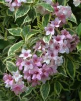 Weigela florida Variegata