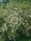 Weigela florida Variegata