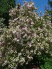 Weigela florida Variegata