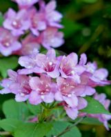 Weigela florida