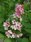 Weigela florida