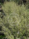 Westringia brevifolia raleighii Sea Mist